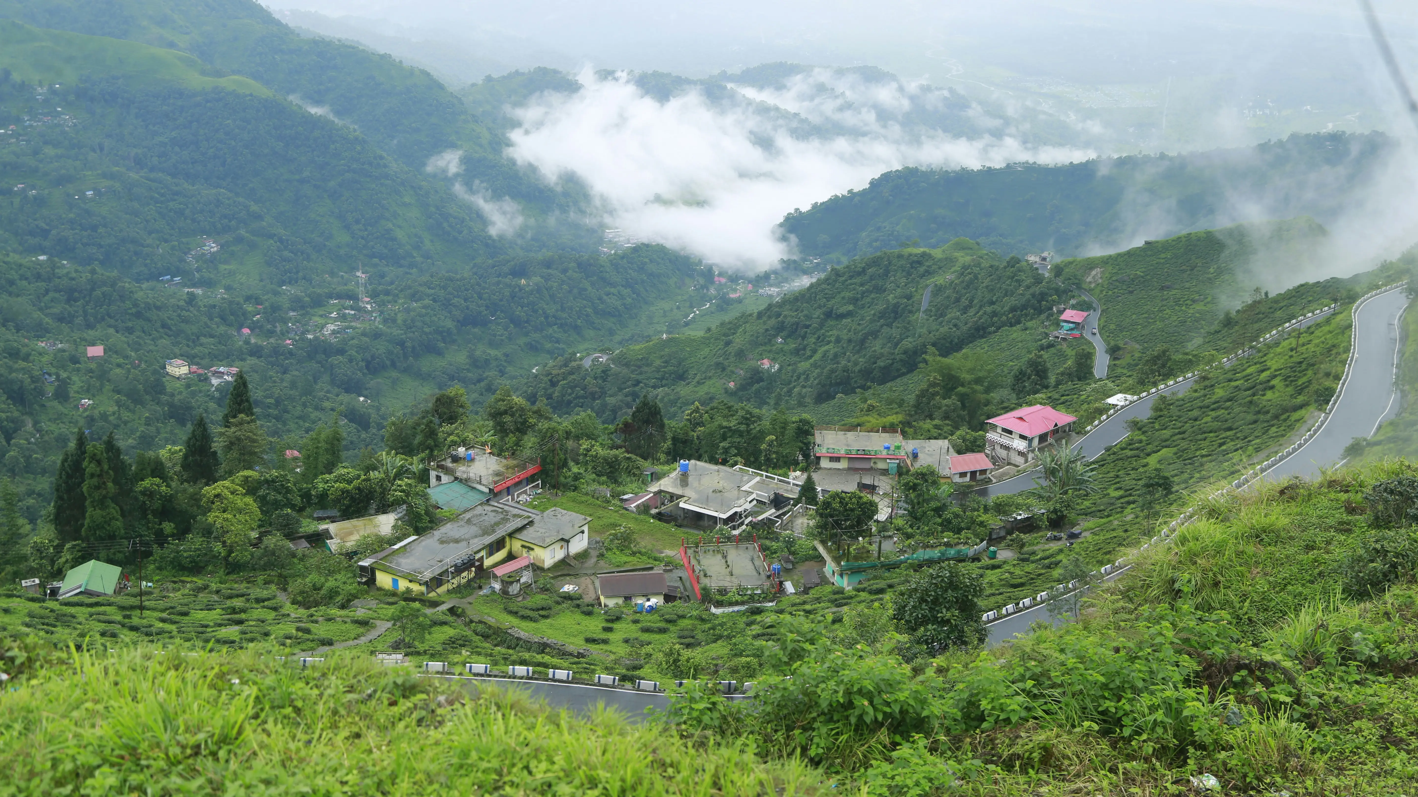 Gravitas | Darjeeling's tea industry faces uncertain future with 61% dip in production over 3 decades