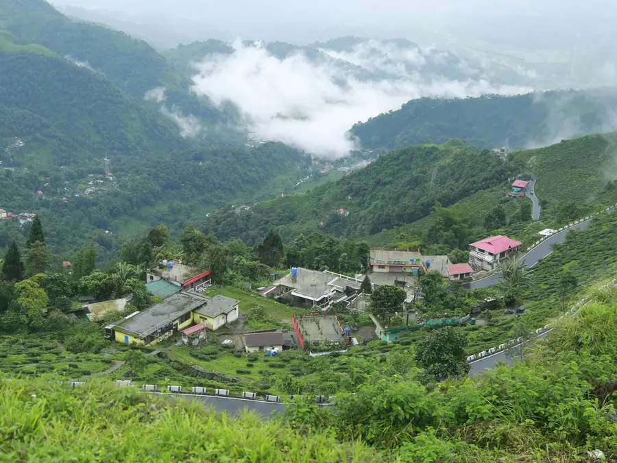 Gravitas | Darjeeling's tea industry faces uncertain future with 61% dip in production over 3 decades