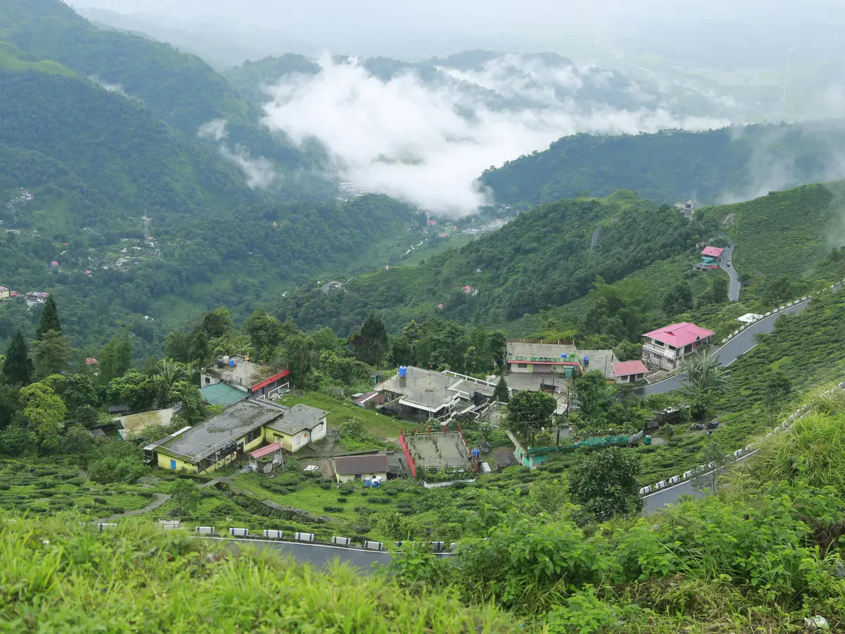 Darjeeling Tea Production Plunges 61 Percent, Threatening Industry’s Future