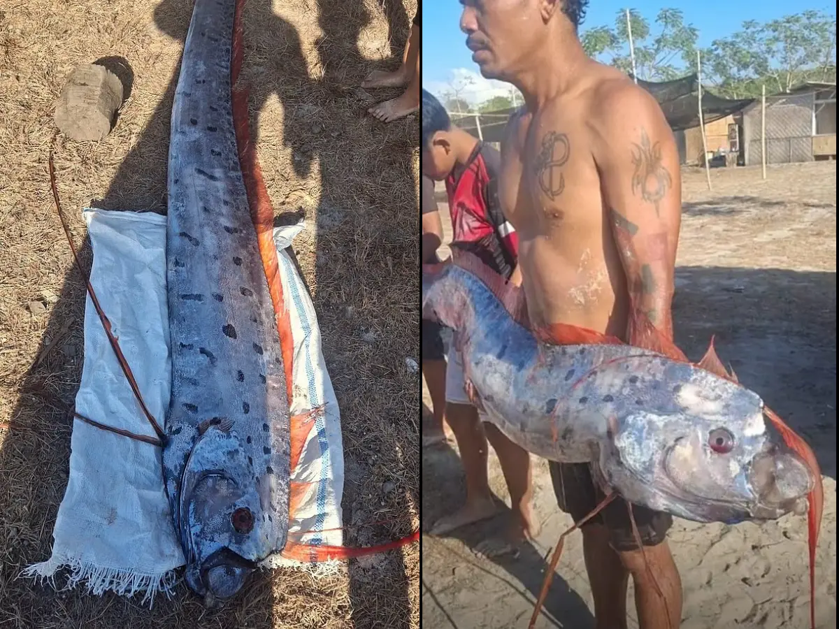 Oarfish Sighting Precedes Six Indonesian Volcanic Eruptions and Nepal Floods