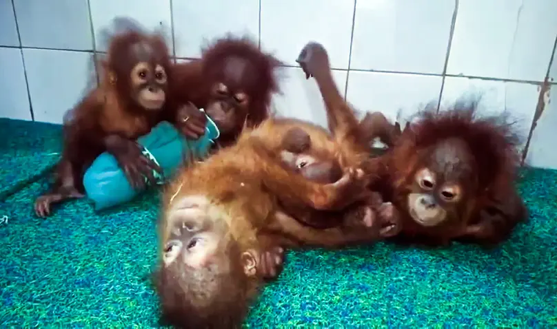 Five baby orangutans rescued in Odisha forest near West Bengal border