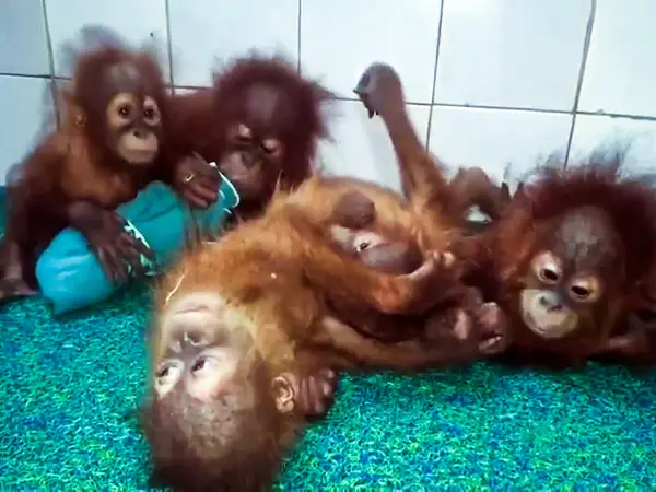 Five baby orangutans rescued in Odisha forest near West Bengal border Five baby orangutans rescued in Odisha forest near West Bengal border