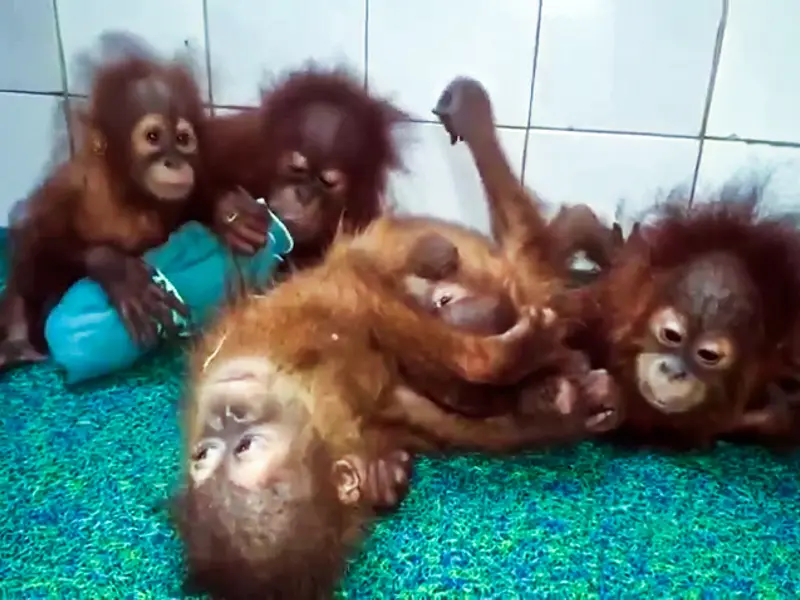 Five baby orangutans rescued in Odisha forest near West Bengal border Five baby orangutans rescued in Odisha forest near West Bengal border