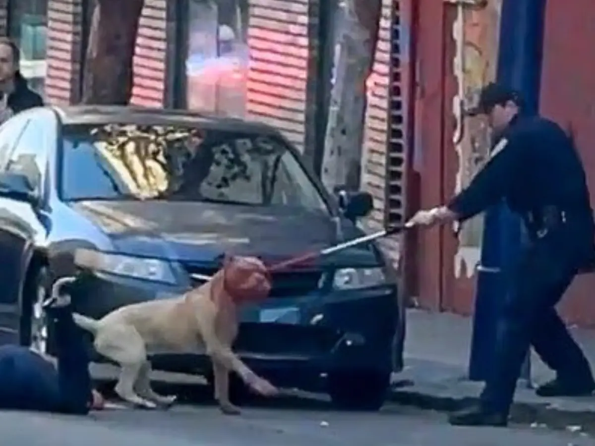 'Don't shoot the dog' - Pit bull kept attacking a woman for 15 minutes in San Francisco