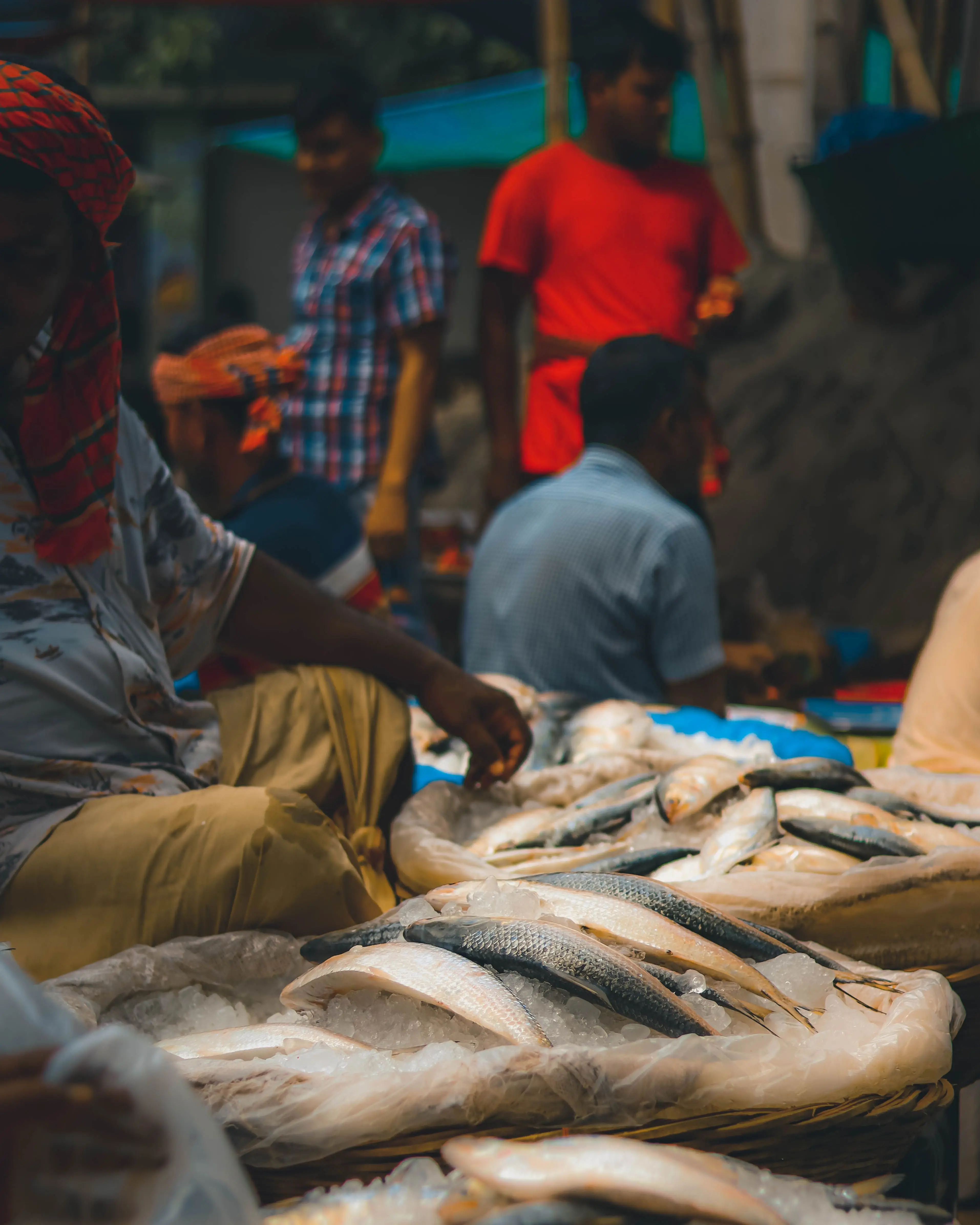 Ilish missing in action: No Bangladeshi hilsa for Bengal’s Ranna puja this year