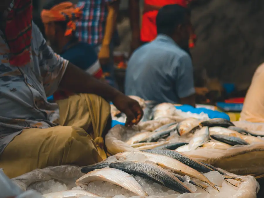 Ilish missing in action: No Bangladeshi hilsa for Bengal’s Ranna puja this year