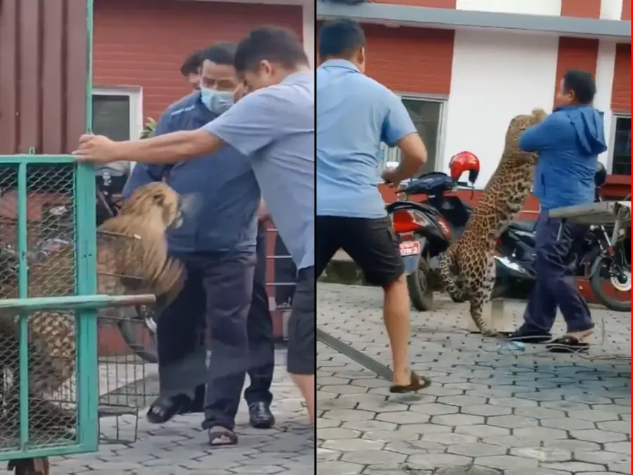 Wild escape: Sedated leopard breaks cage, launches savage attack on man - Watch