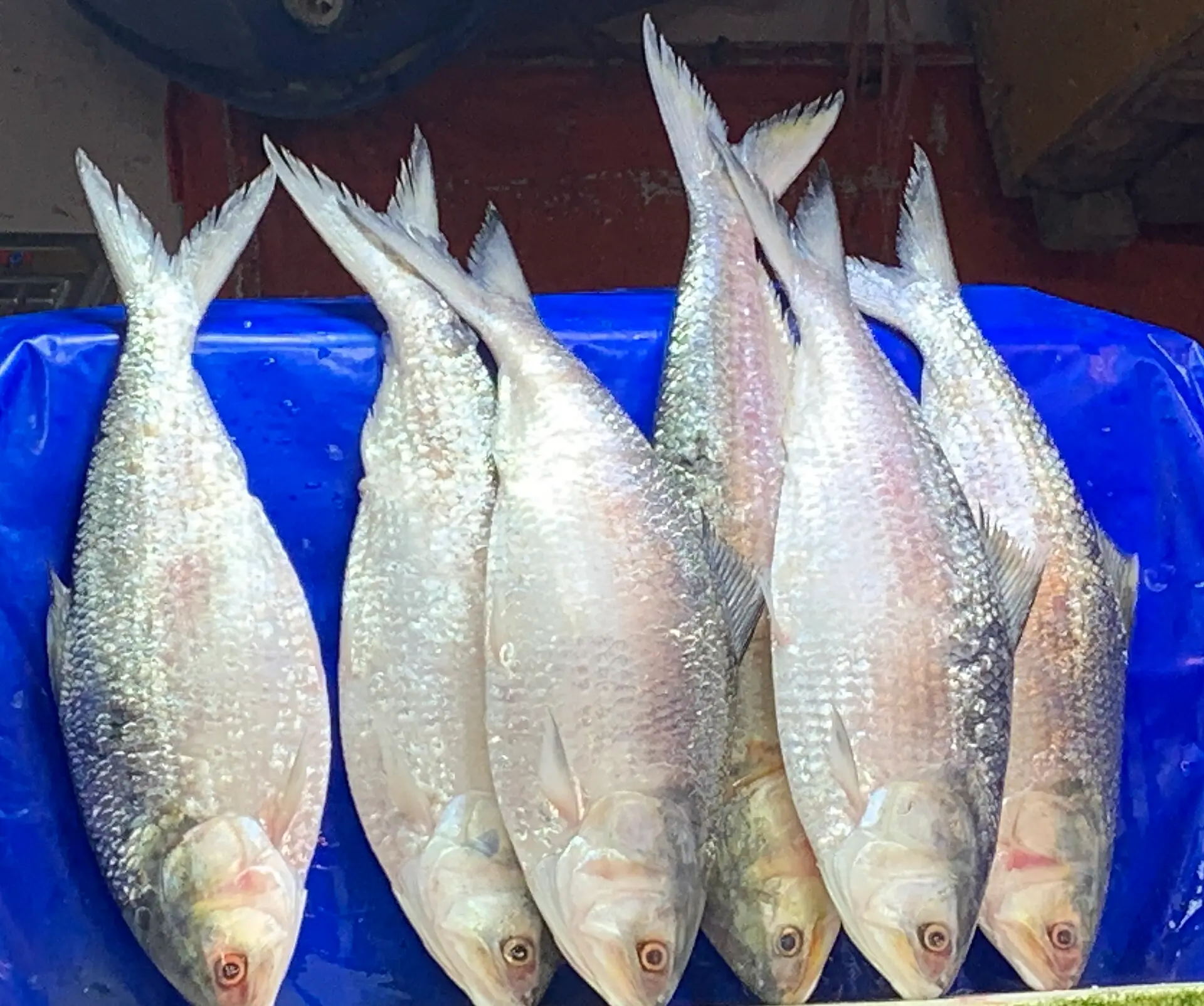 Indian importers urge Bangladesh to lift export ban on 'Hilsa' fish ahead of Durga Puja