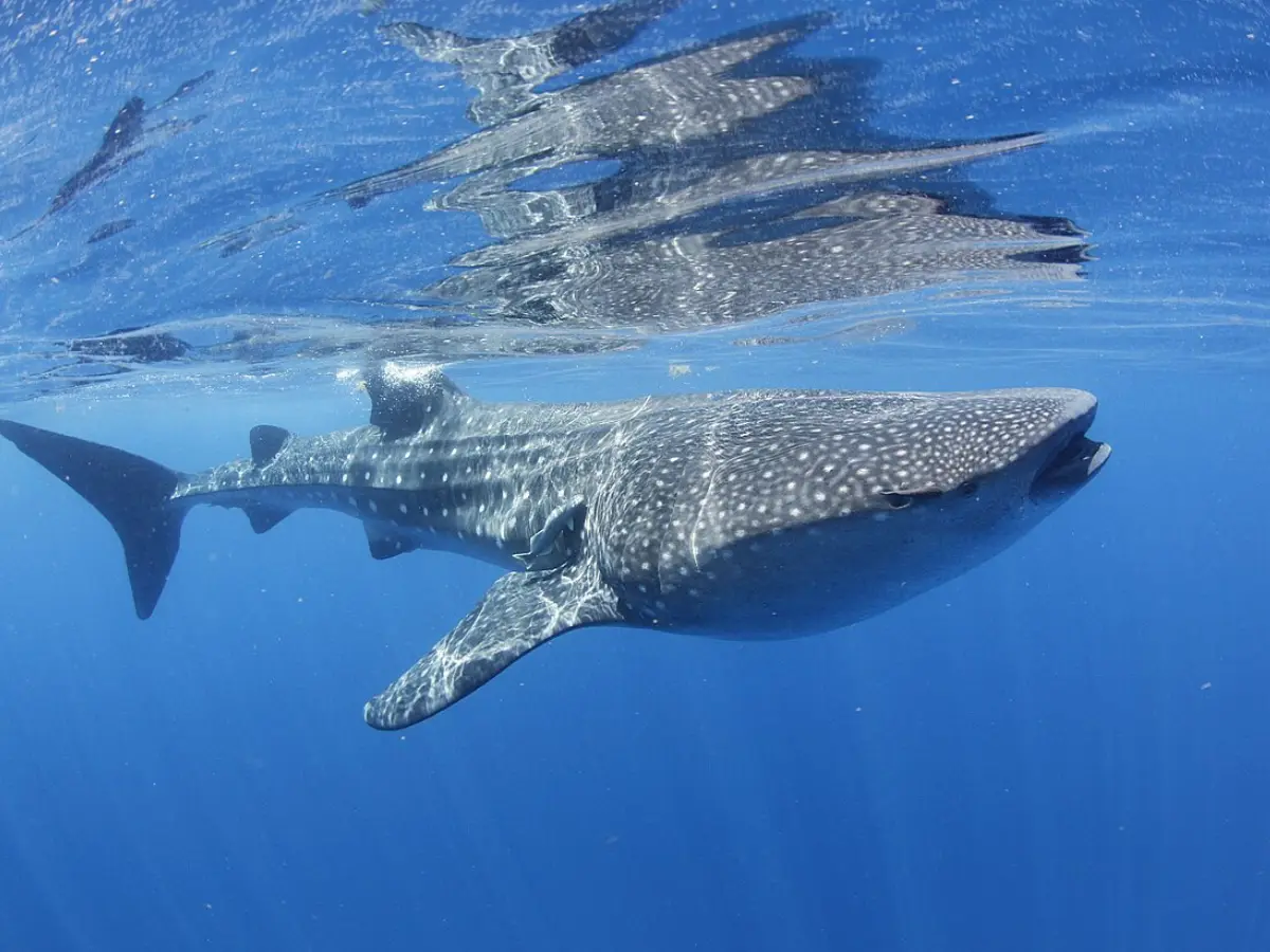 Endangered Whale Shark Spotted Near California During El Niño