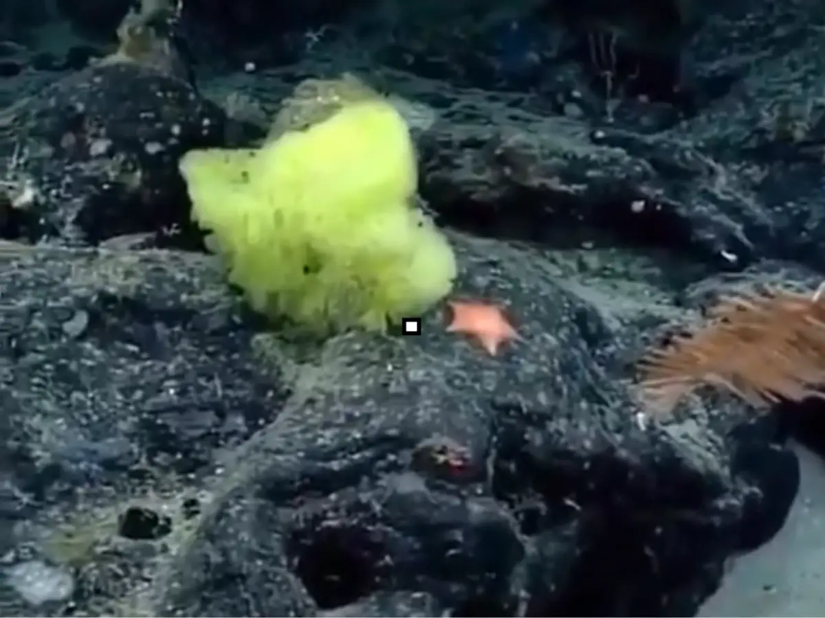 SpongeBob and Patrick lookalikes seen in old viral video in the Atlantic with ONE MAJOR distinction