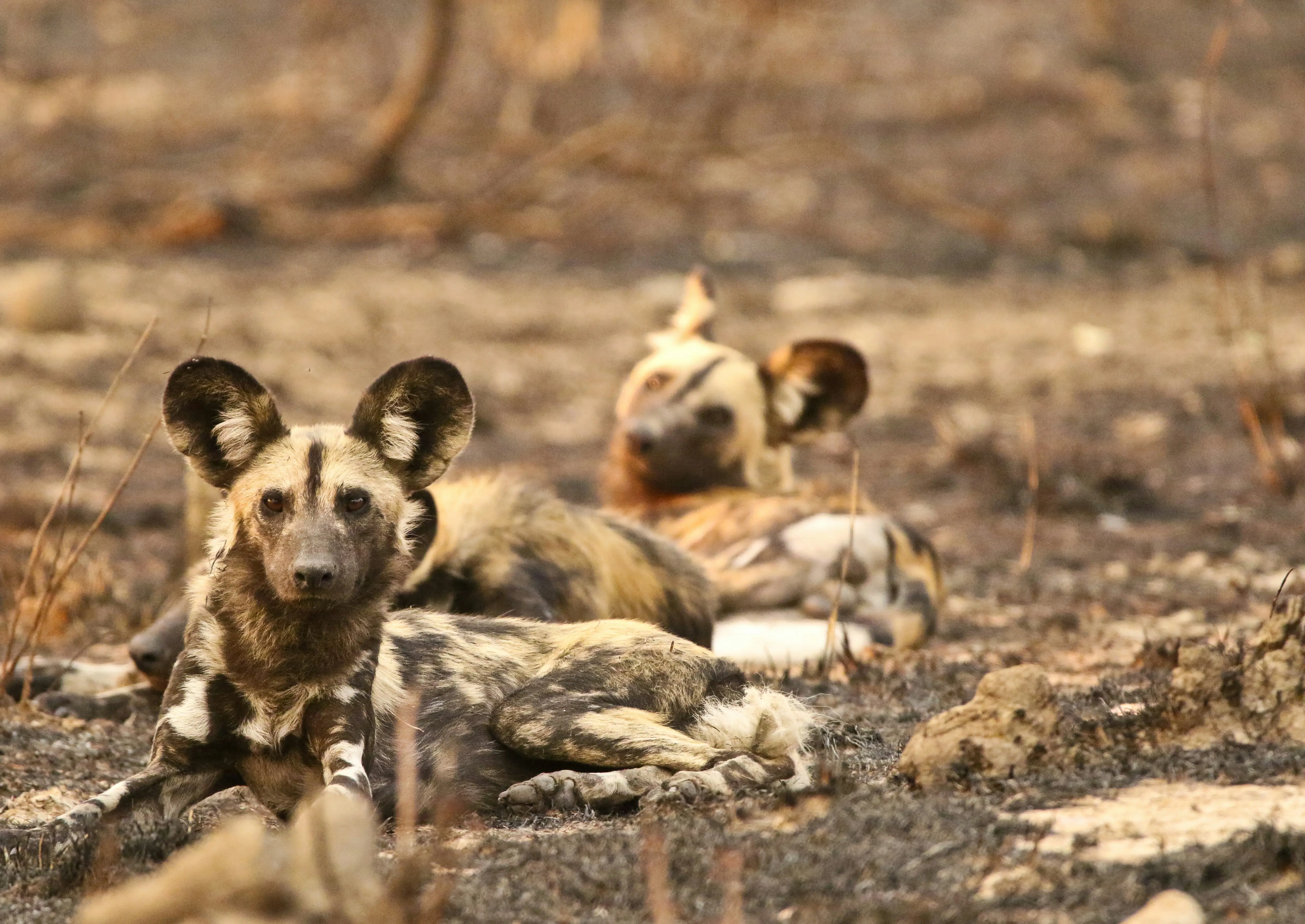 3 wild dogs, 1 epic journey: African brothers trek 4,000 km through Zambia to find a partner