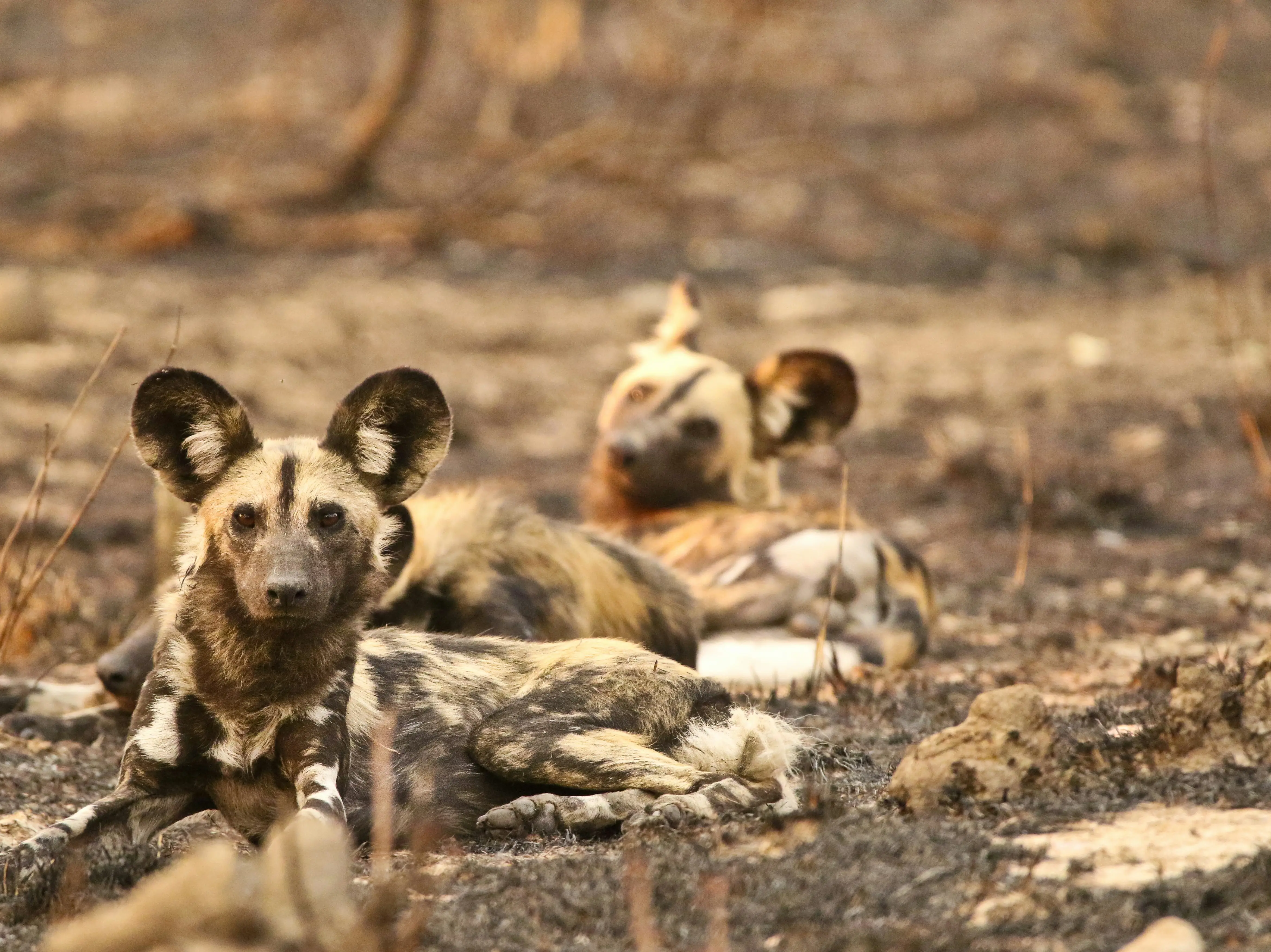 3 wild dogs, 1 epic journey: African brothers trek 4,000 km through Zambia to find a partner 3 wild dogs, 1 epic journey: African brothers trek 4,000 km through Zambia to find a partner
