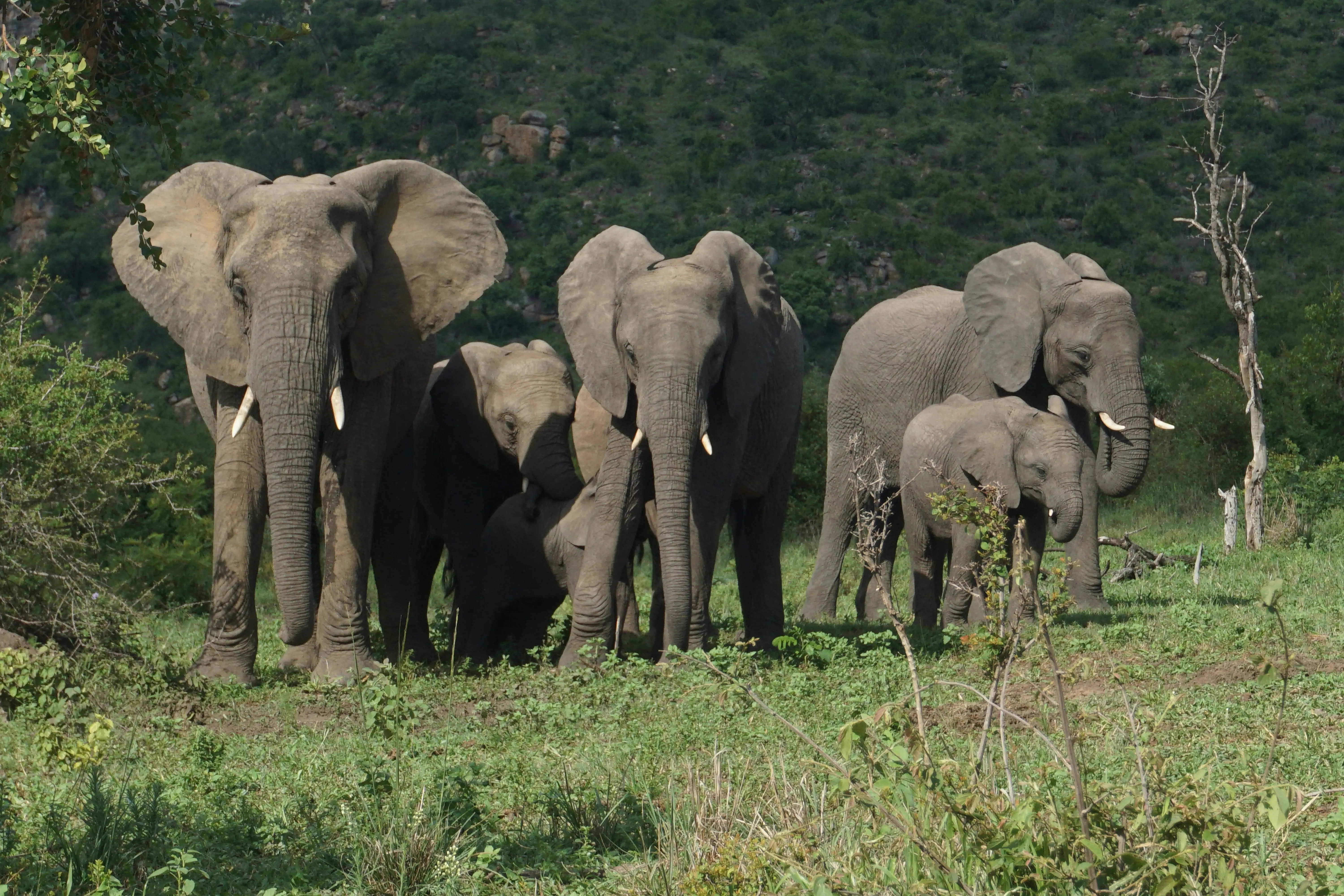 Elephants hide behind trees, stage surprise attack on poachers targeting rhinos in South Africa