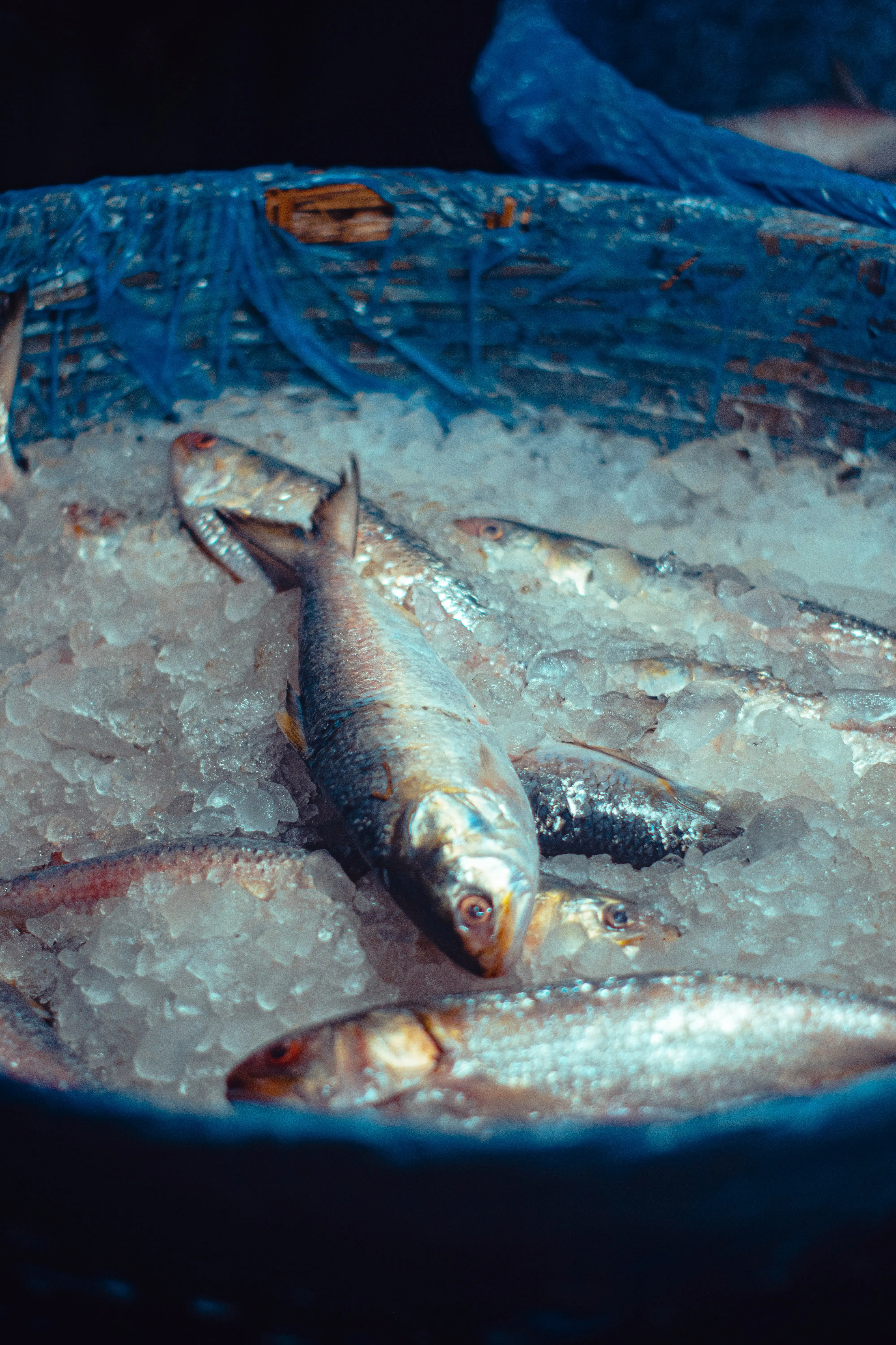 Hilsa diplomacy in reverse: What's driving India's surprise fish export surge