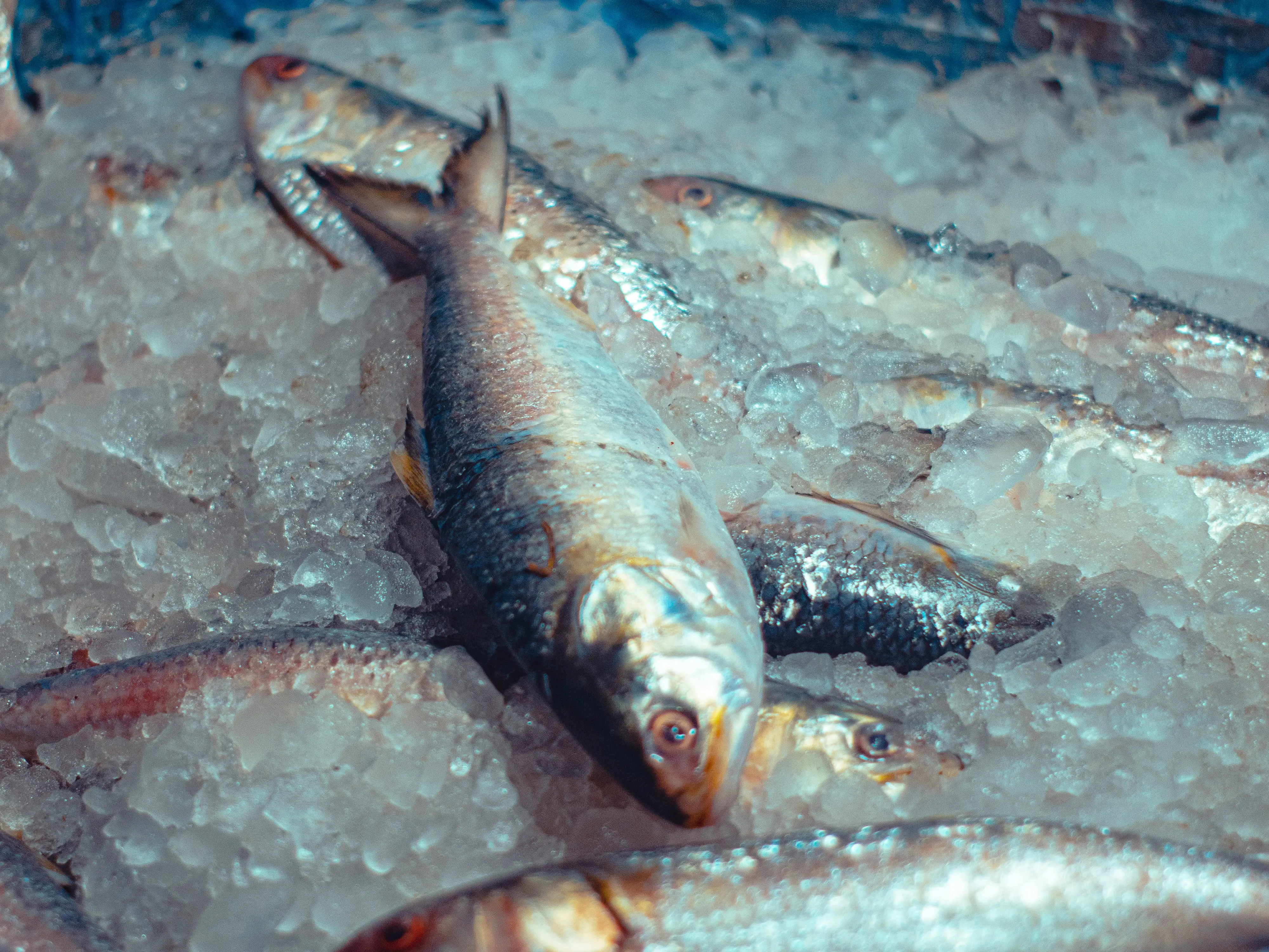Hilsa diplomacy in reverse: What's driving India's surprise fish export surge Hilsa diplomacy in reverse: What's driving India's surprise fish export surge