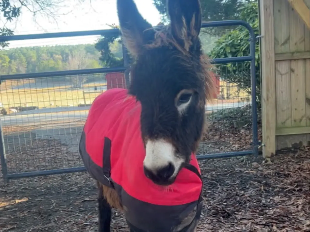 2,200 people donate Rs 1.5 crore for 'docile' Georgia donkey 'HeeHaw' shot dead by police officer