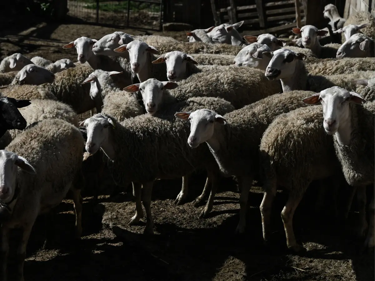 Medieval books contain traces of a 3,700-year-old virus that recently killed 500,000 animals Medieval books contain traces of a 3,700-year-old virus that recently killed 500,000 animals