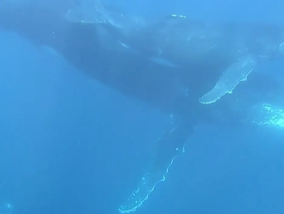 Heartbreaking! Humpback whale mother filmed staying beside her stillborn calf in rare behaviour