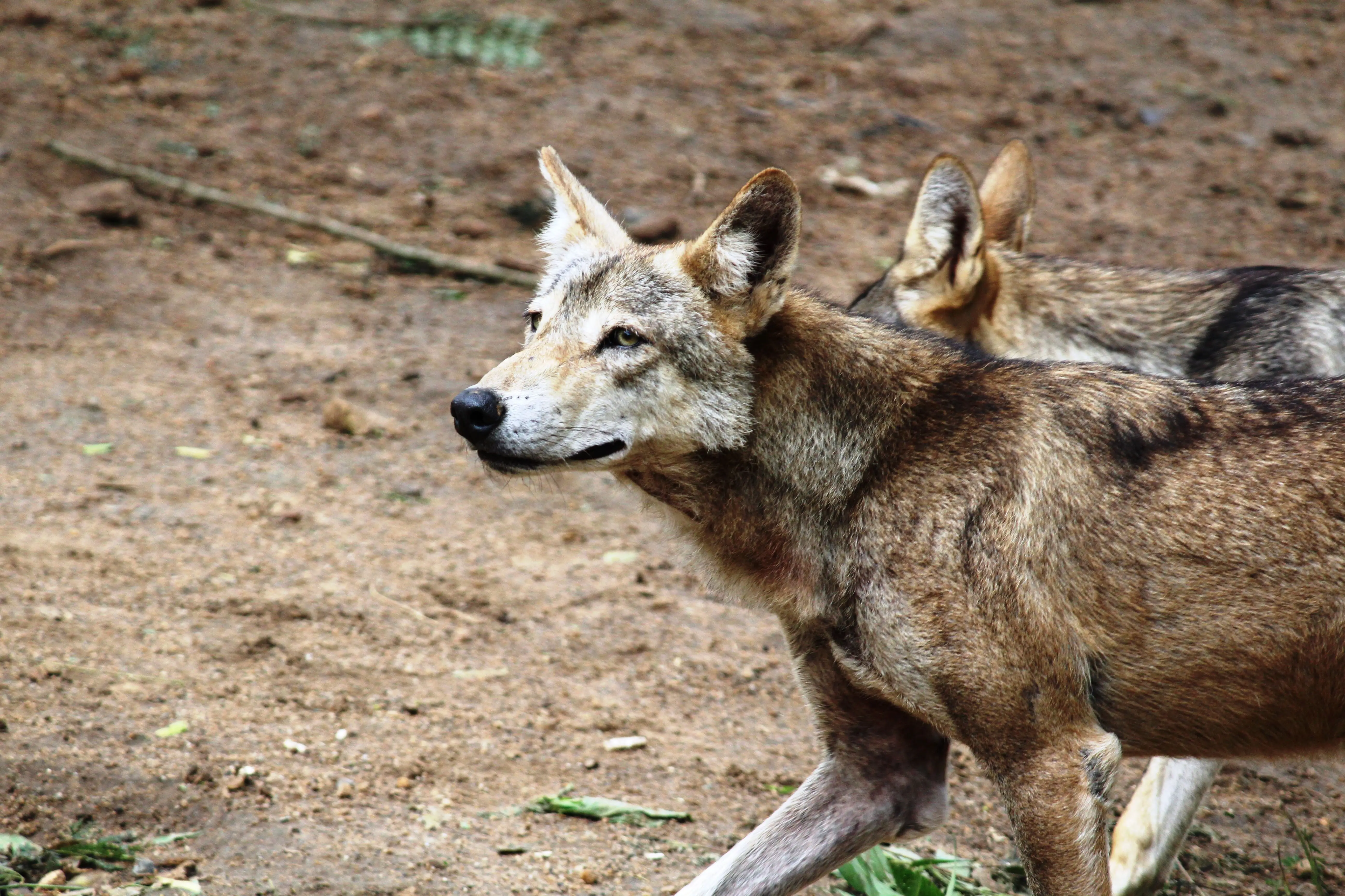 US endangered species law faces major shift as Trump memo narrows meaning of ‘take’. What changed?