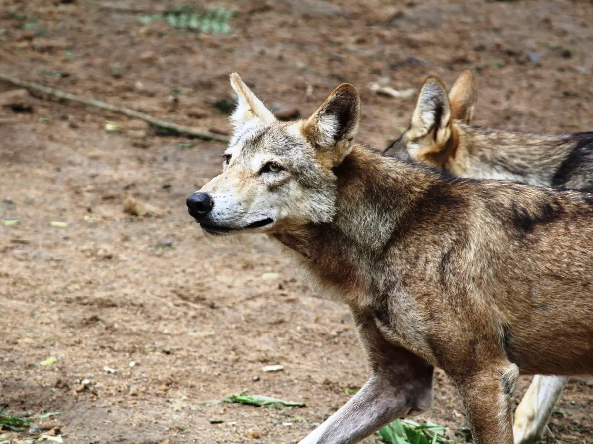 Trump Memo Could Narrow Endangered Species ‘Take’ Protections