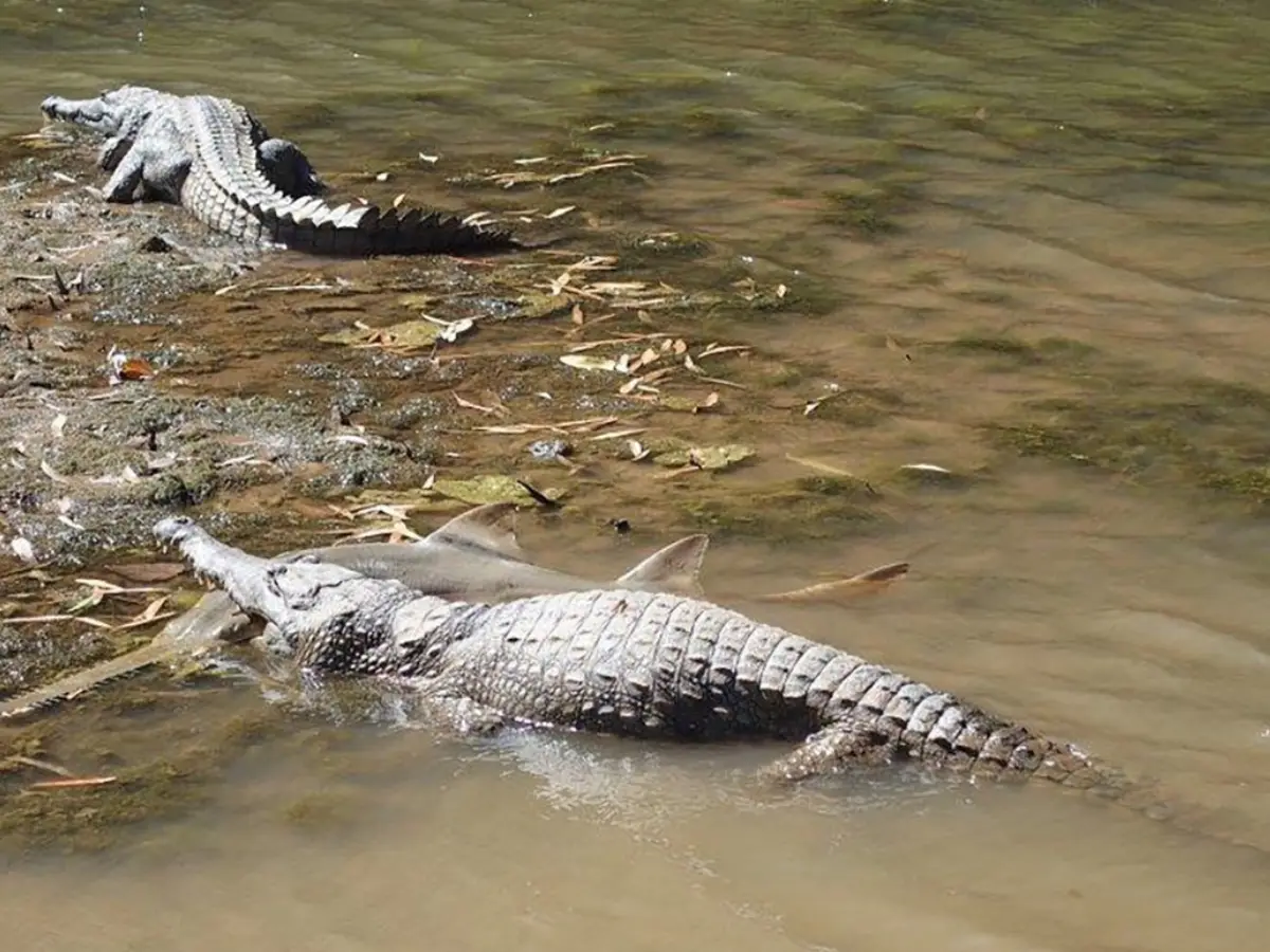 How did an Australian river with 500 crocodiles pass the Olympic test? Here's how How did an Australian river with 500 crocodiles pass the Olympic test? Here's how