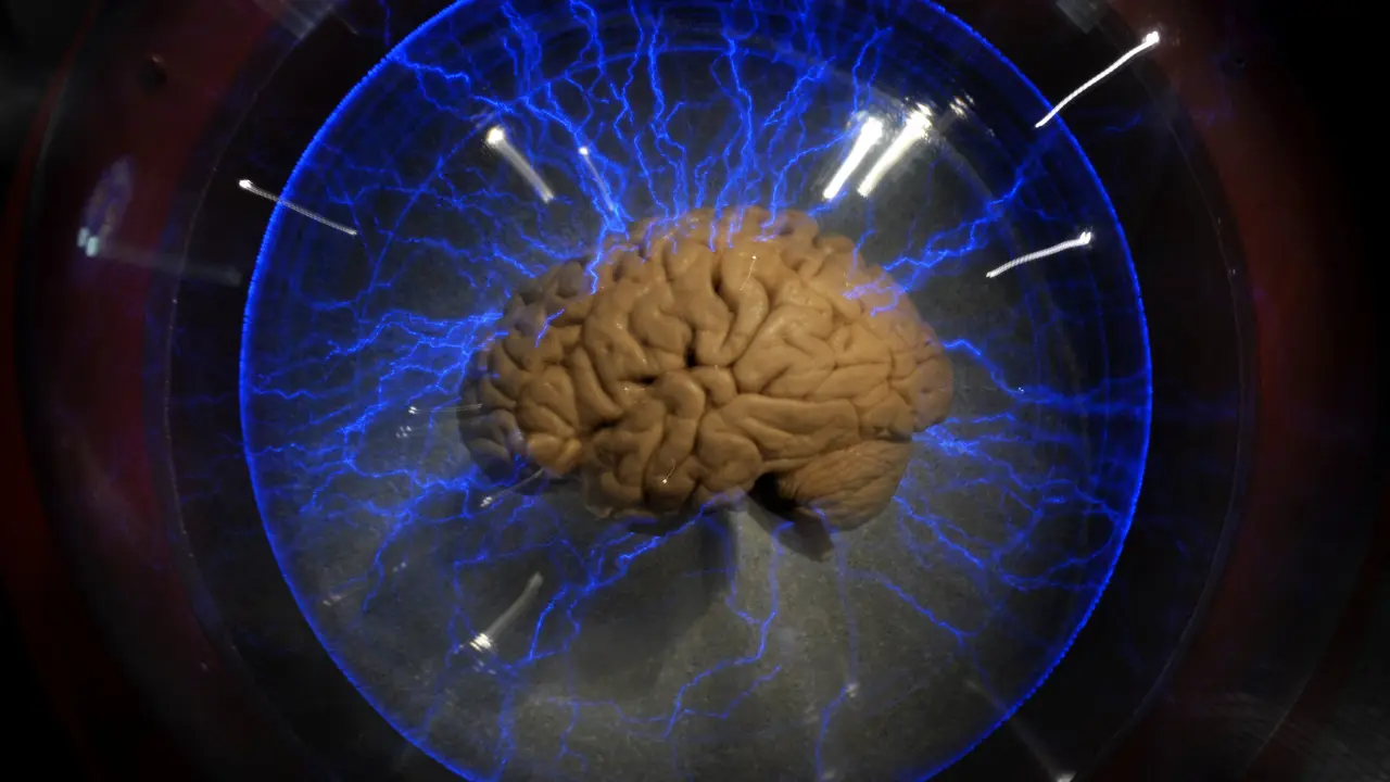 In two minds? Human brain is not one, but two separate organs