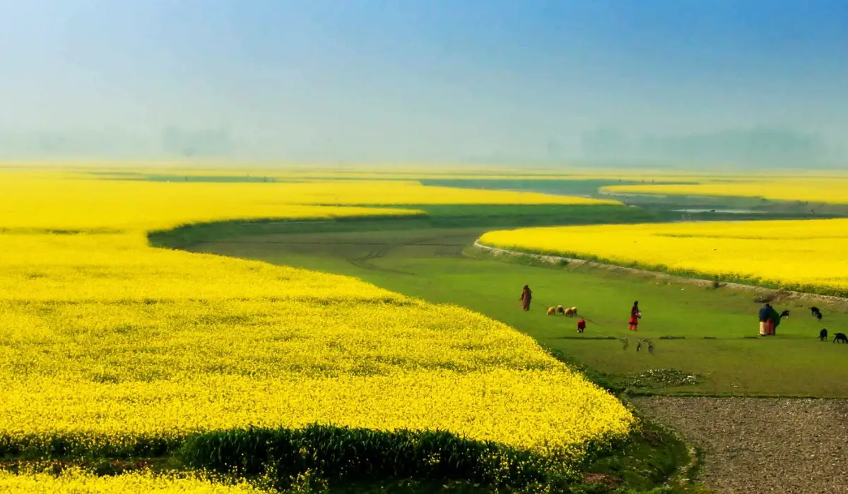 ‘Not the US or China’: These are the countries leading the world in arable land