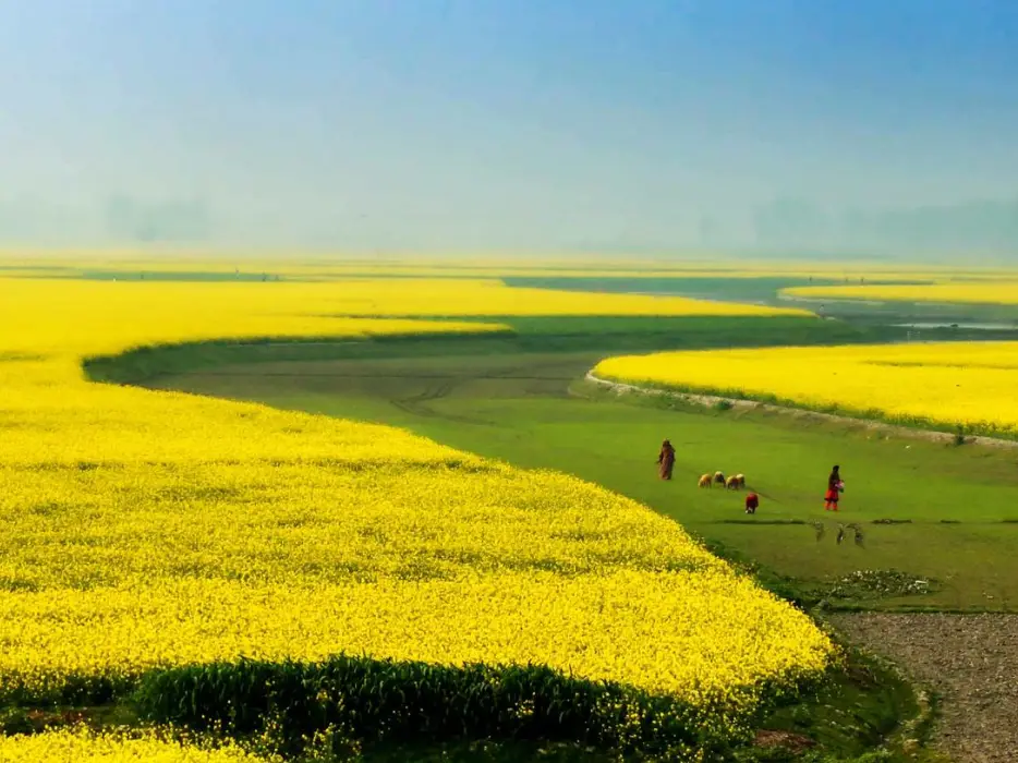 ‘Not the US or China’: These are the countries leading the world in arable land