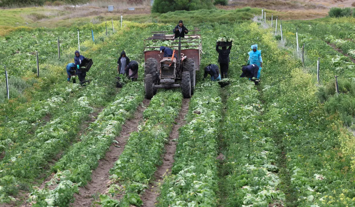 Africa’s Farming Share