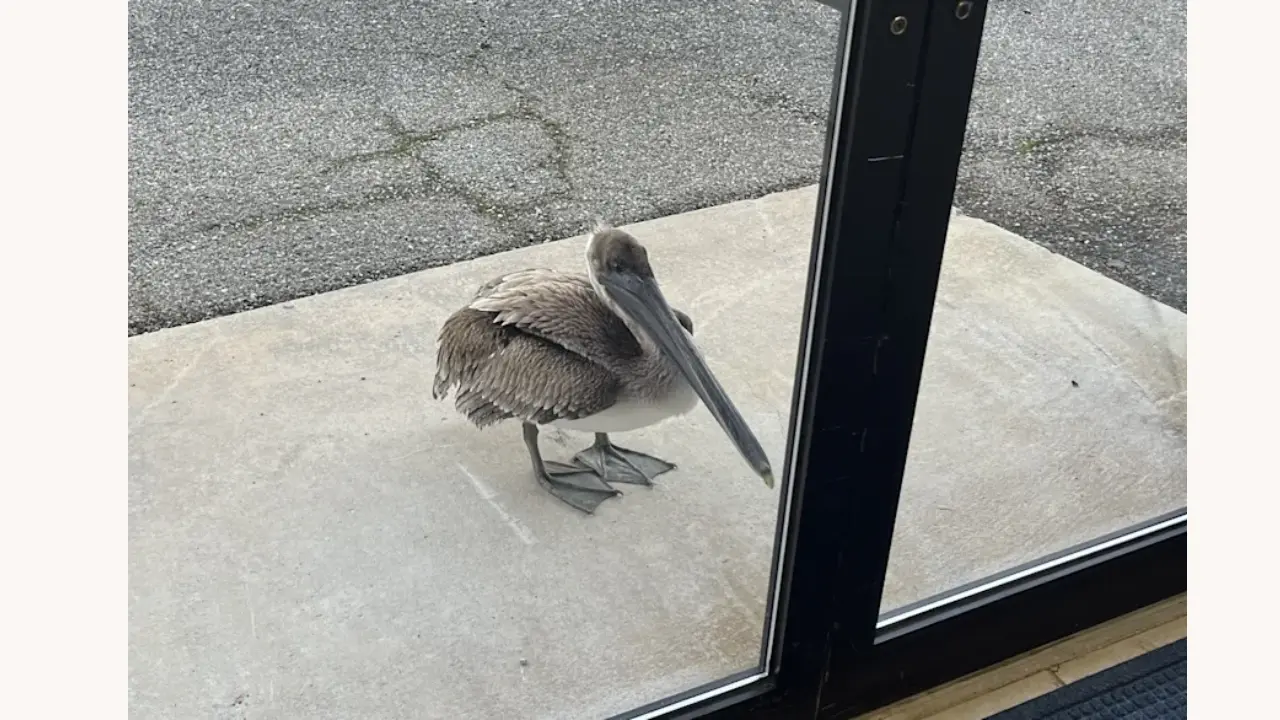 Injured pelican knocks on NOAA facility door in Florida seeking help