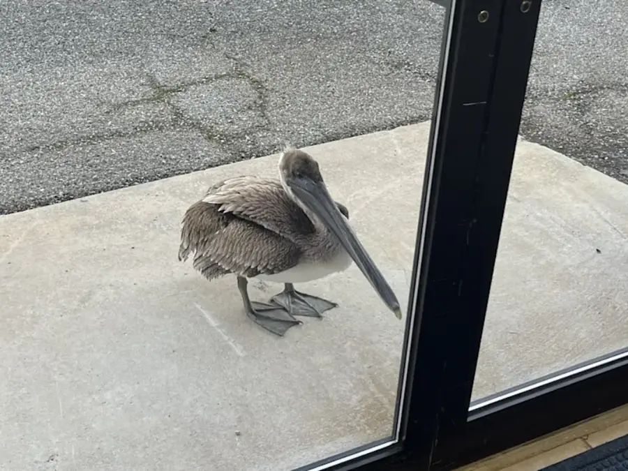 Injured pelican knocks on NOAA facility door in Florida seeking help