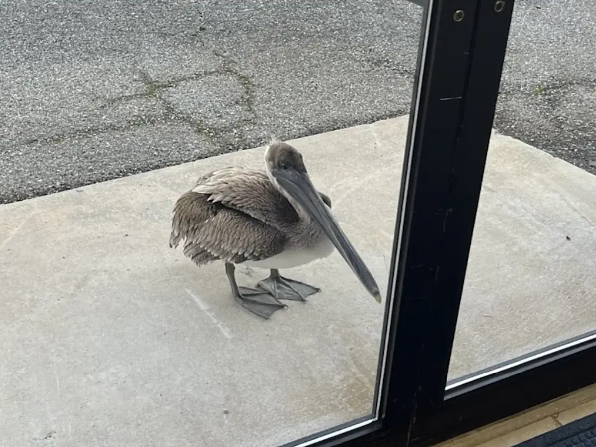 Injured pelican knocks on NOAA door seeking help in Florida
