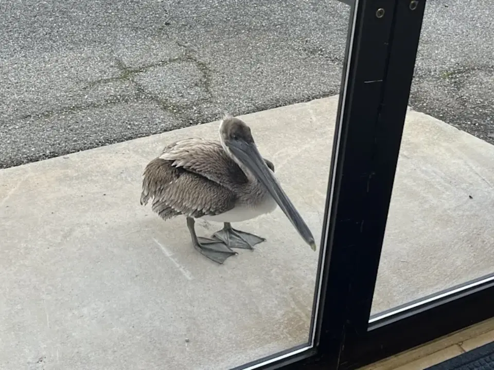 Injured pelican knocks on NOAA facility door in Florida seeking help Injured pelican knocks on NOAA facility door in Florida seeking help