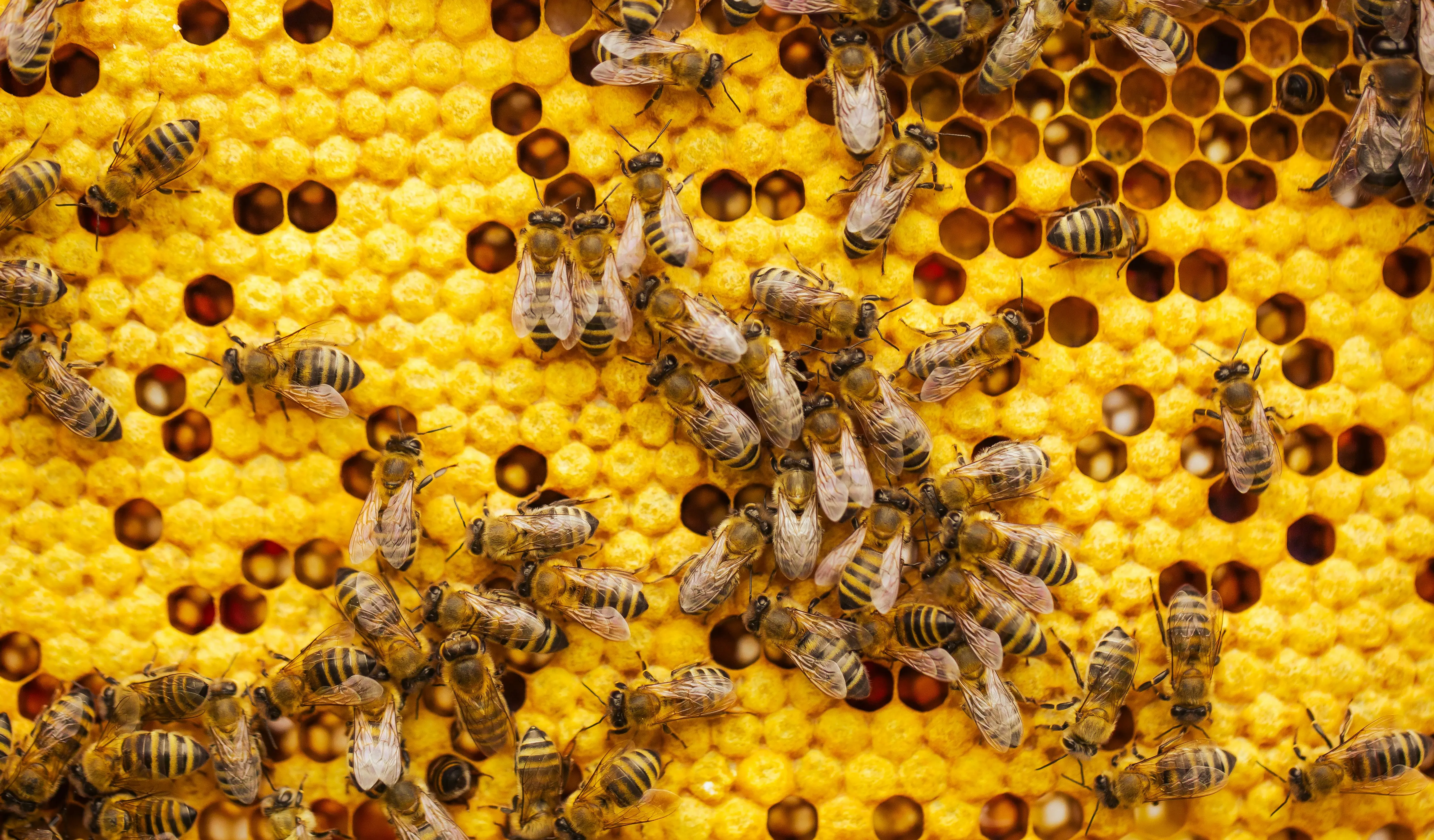 8,000 bees worth over $20,000 stolen from hives in Queensland