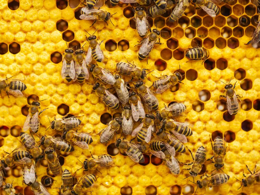 8,000 bees worth over $20,000 stolen from hives in Queensland