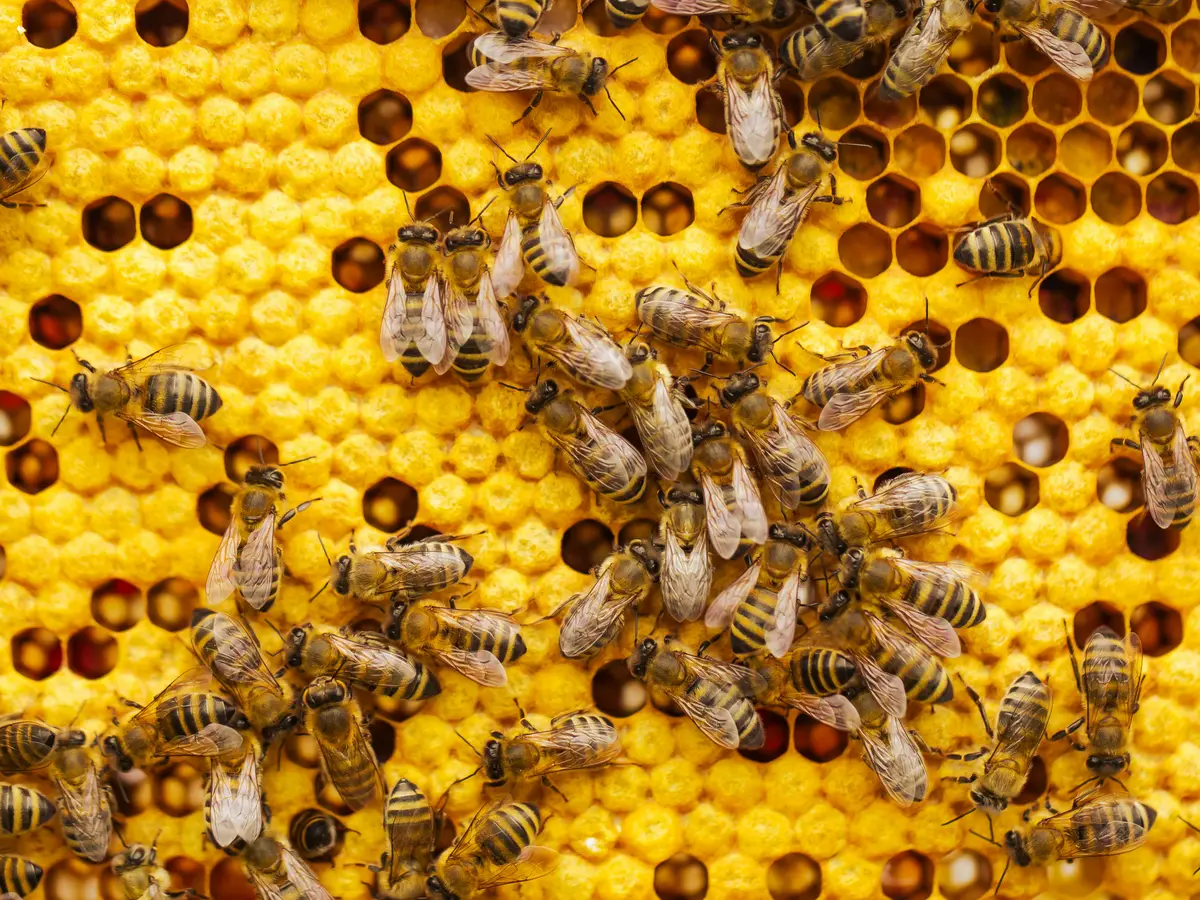 8.000 Bienen im Wert von über 20.000 Dollar aus Bienenstöcken in ...