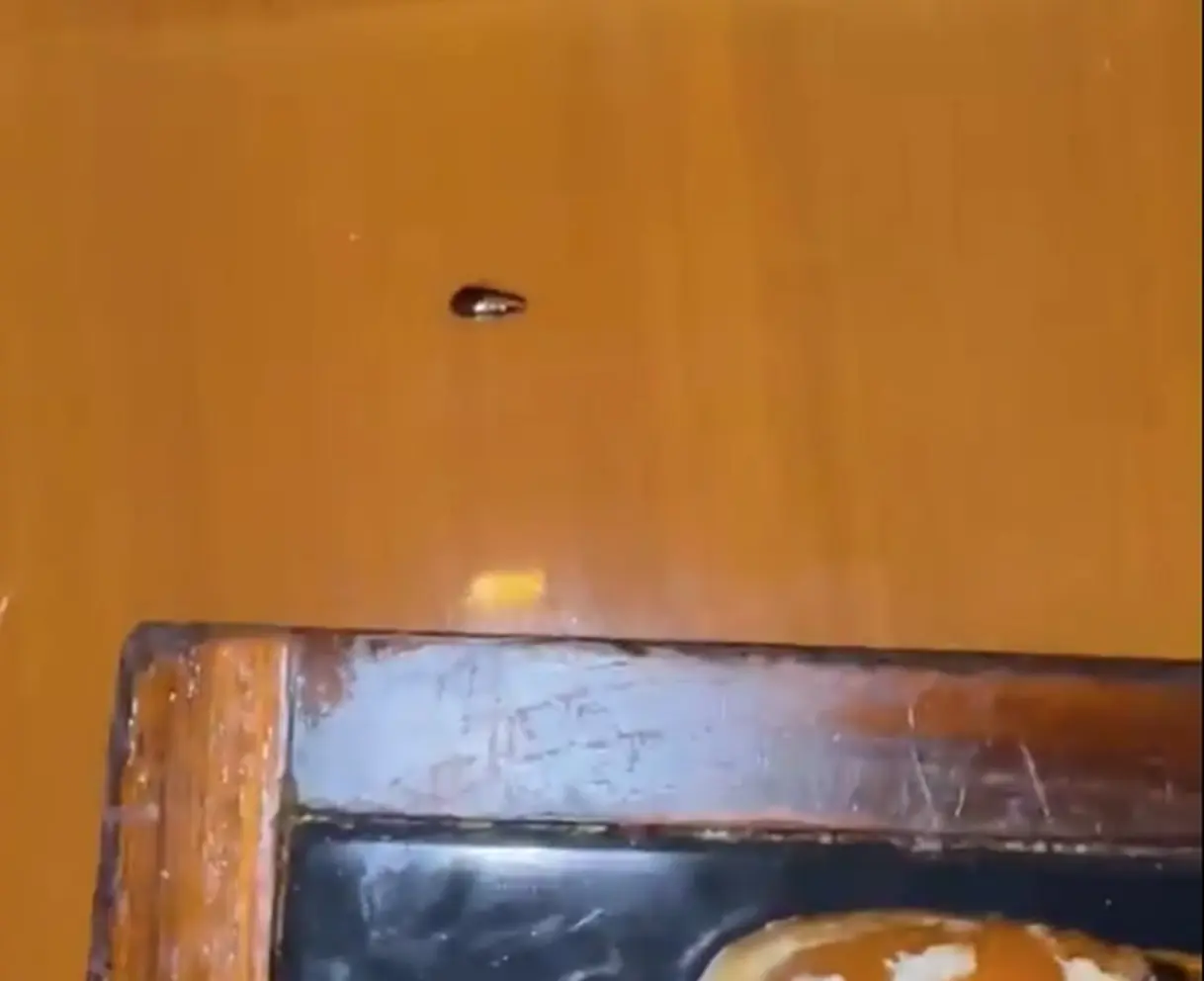 Doctor finds cockroach at Mumbai hotel, tags FDA chief over hygiene concern