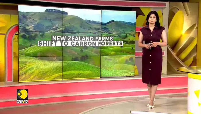 New Zealand farms shift to carbon forests: Carbon credits fuel a land rush reshaping rural life 