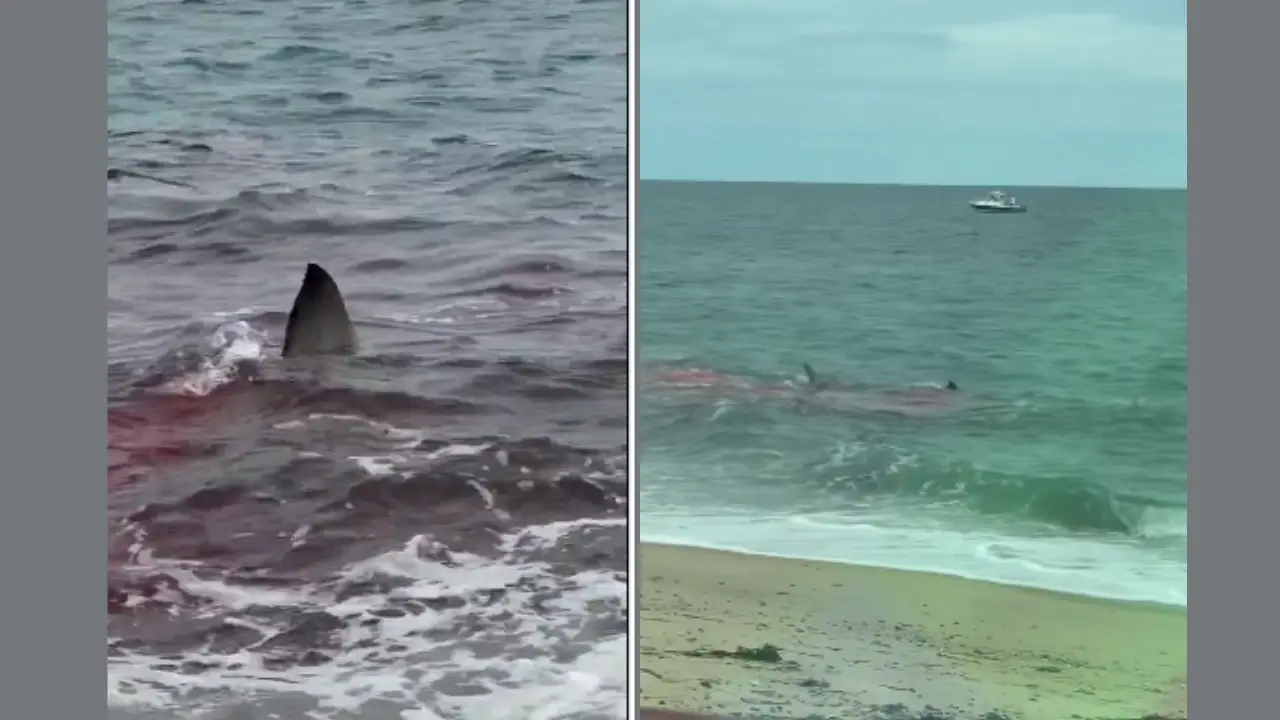 Video - Couple shocked to see Great White shark killing seal few feet from Nantucket shore