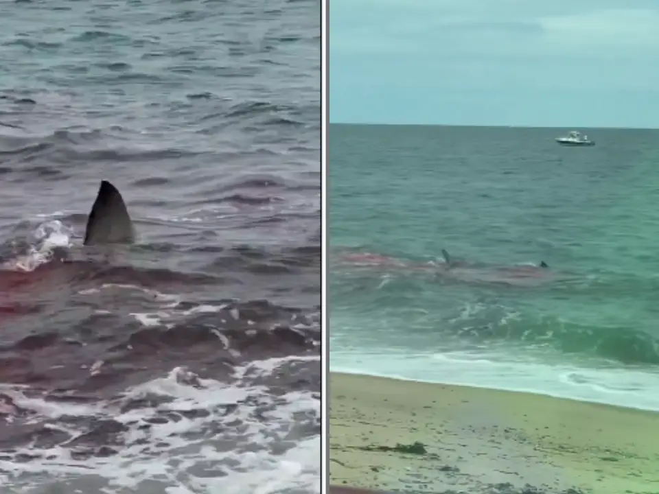 Video - Couple shocked to see Great White shark killing seal few feet from Nantucket shore Video - Couple shocked to see Great White shark killing seal few feet from Nantucket shore