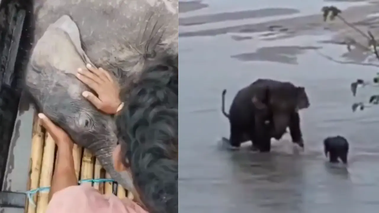 Heartwarming rescue: Two fishermen rescue Elephant calf being swept away in Teesta river, reunite it with mother | WATCH