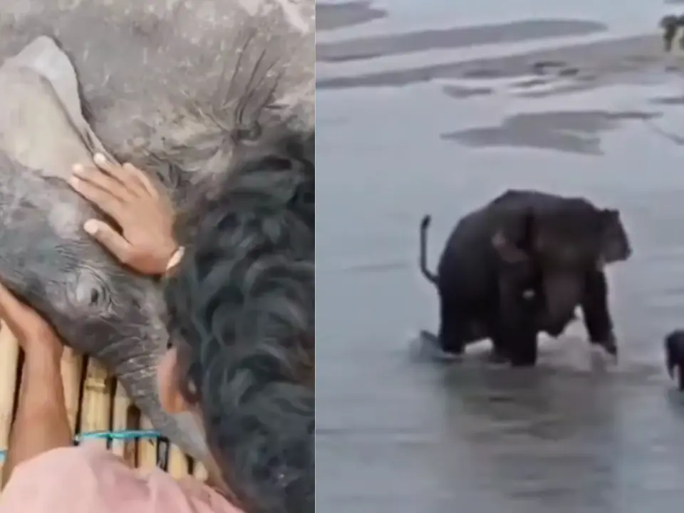 Heartwarming rescue: Two fishermen rescue Elephant calf being swept away in Teesta river, reunite it with mother | WATCH Heartwarming rescue: Two fishermen rescue Elephant calf being swept away in Teesta river, reunite it with mother | WATCH