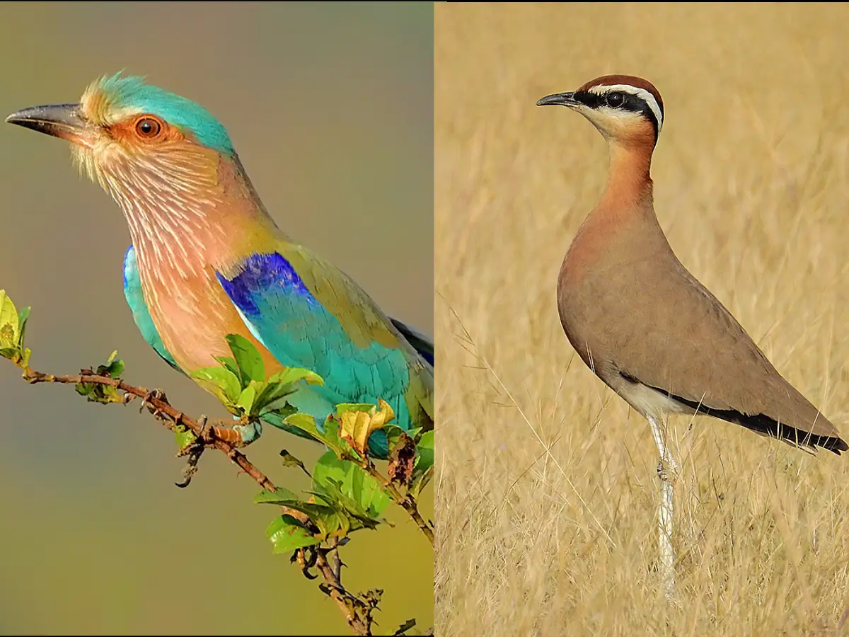 India begins National Red List Assessment of 1,211 bird species to boost conservation