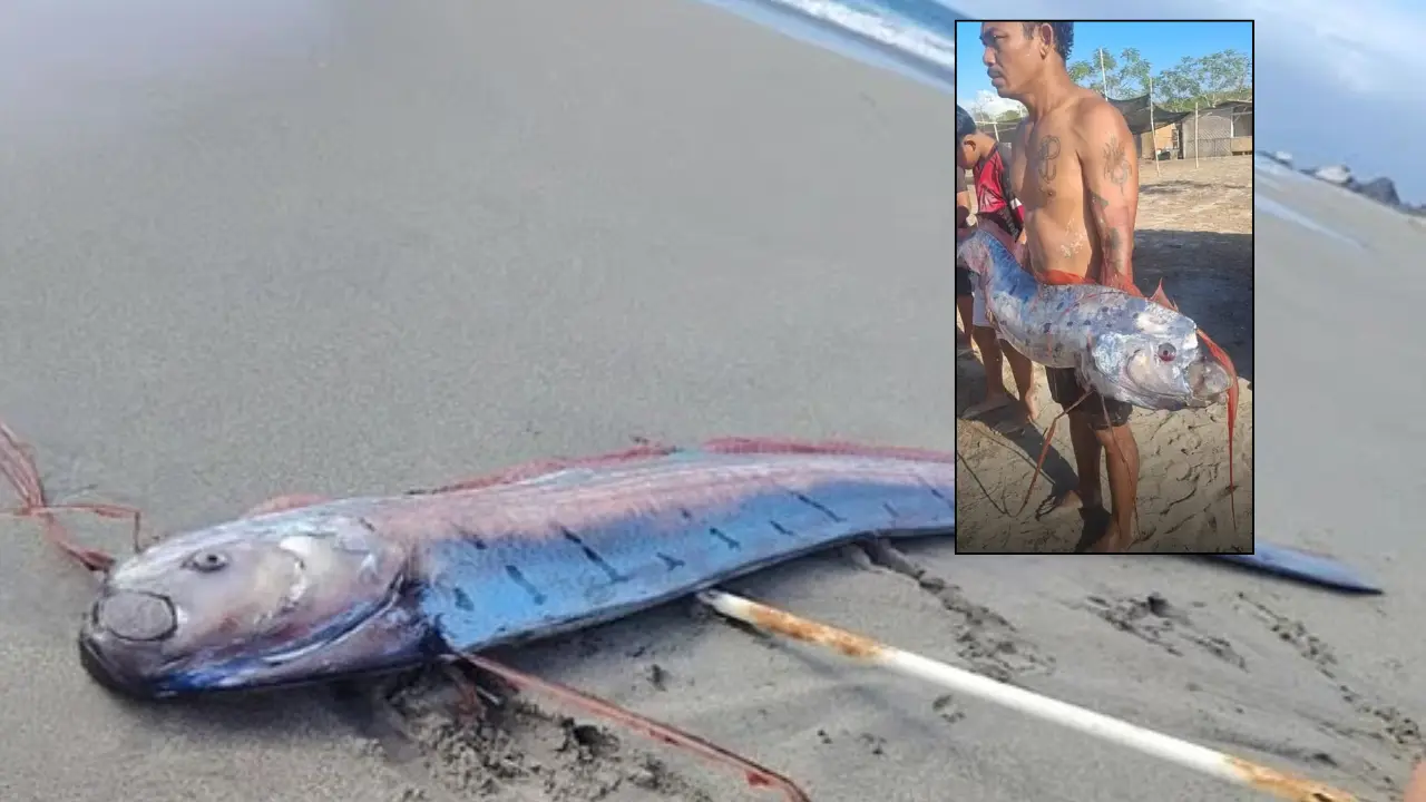 16-foot doomsday fish in Chile triggers fears that the next earthquake is coming