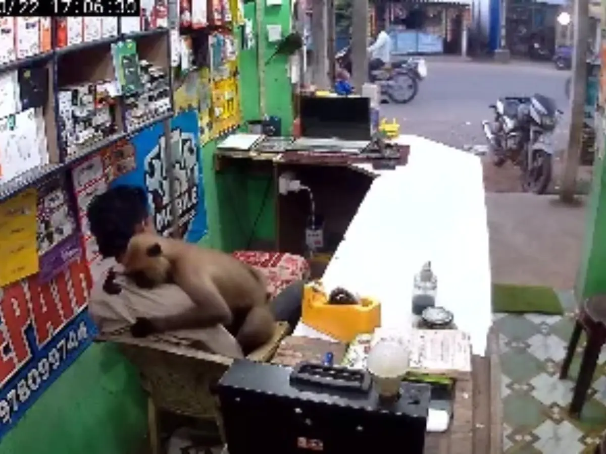 WATCH | Langur walks into Odisha repair shop, hugs shopkeeper; internet reacts to heartwarming video