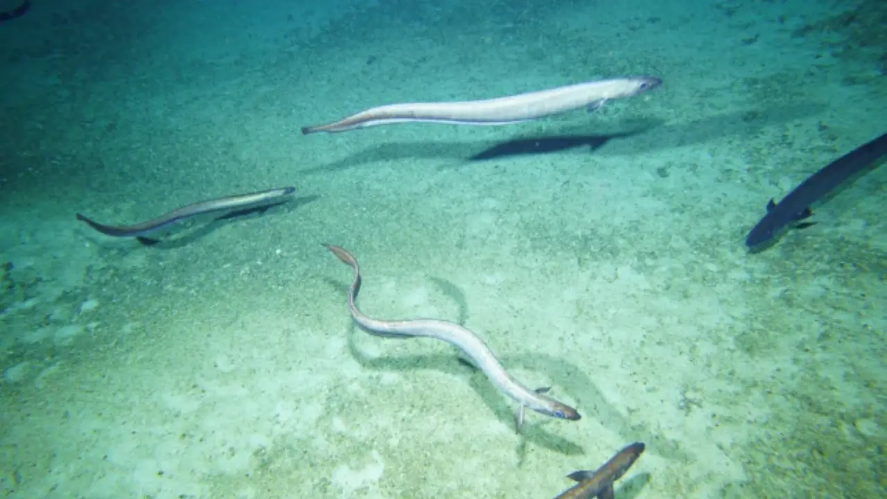 2.8 million eels gather near an Australian mountain every year. Here's why