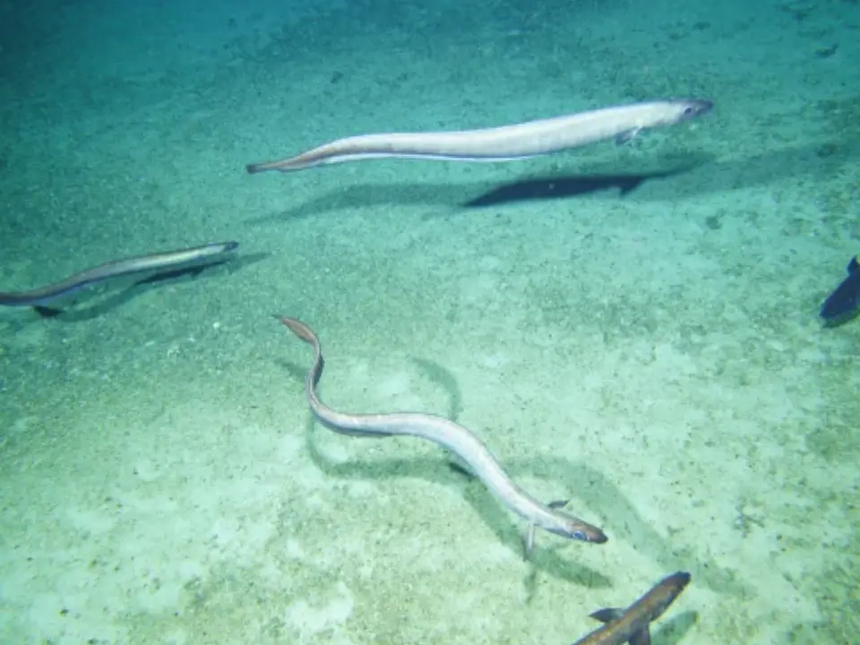 2.8 million eels gather near an Australian mountain every year. Here's why