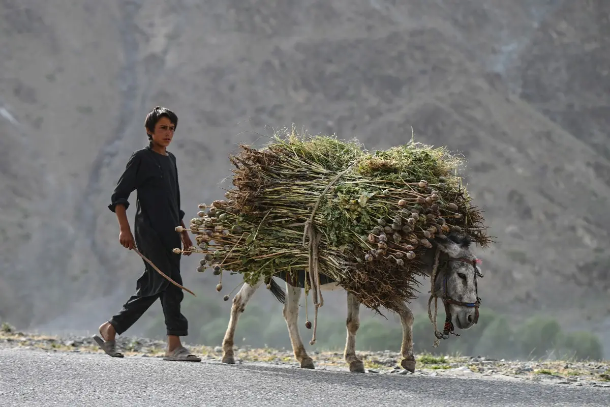 From hunger to heroin, Afghanistan’s opium crisis threatens the world again | Gravitas